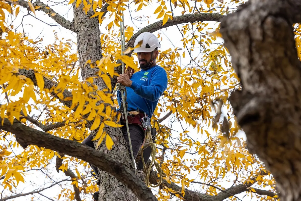 Skilled Tree Pruning crew working in Eureka
