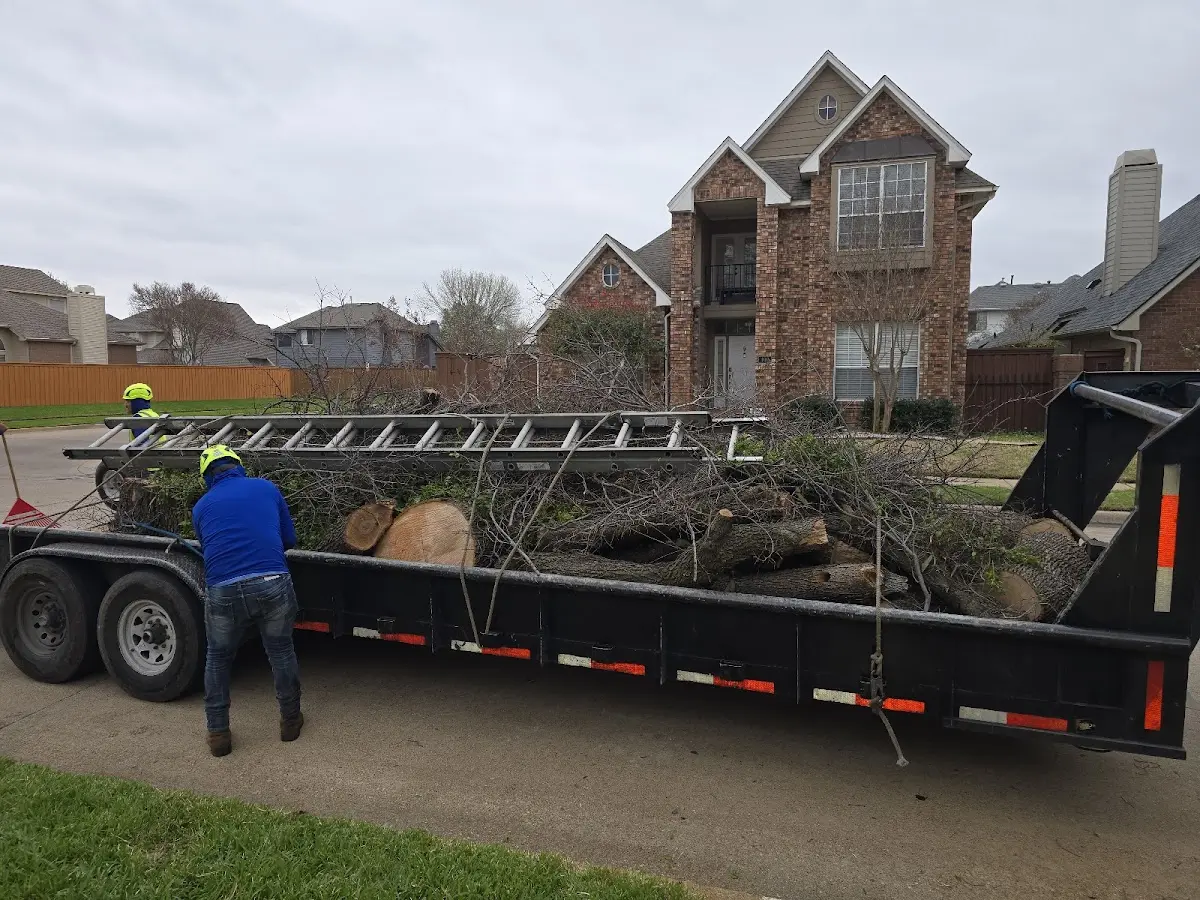 Expert Tree Pest Control with proper safety equipment in Eureka